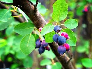 50 Saskatoon Serviceberry Seeds for Planting Amelanchier alnifolia, Seeds (Edible, Fall Color, Hardy) 50 Seeds to Grow