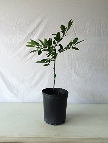 2-3 Year Old (2-3 Ft) Fuyu Persimmon Tree