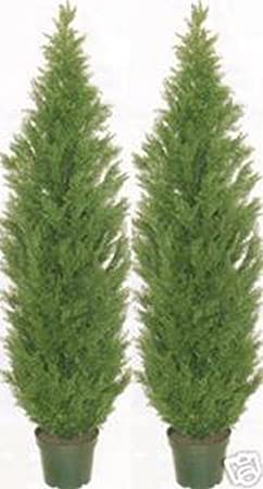 Two 6 Foot Artificial Cedar Topiary Trees Potted Indoor or Outdoor