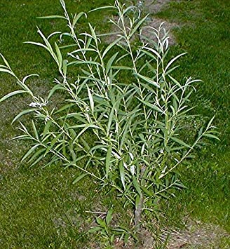 25 Jumbo Hybrid Willow Tree Cuttings - Much Thicker Root Stock - Approx 10 inches Tall, 5/8 in- 1  Inch Thick Root Stock - Fast Privacy Shade Trees - Grows Fastest