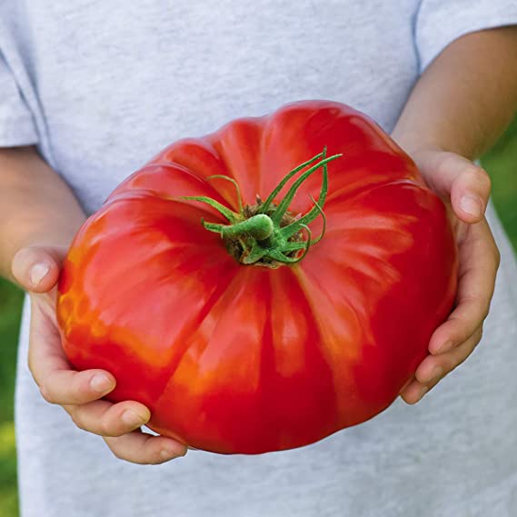 Earth Seeds Co 20 Pcs Beefsteak Tomato Seeds Organic Unique Vegetable Seeds Summer for Garden