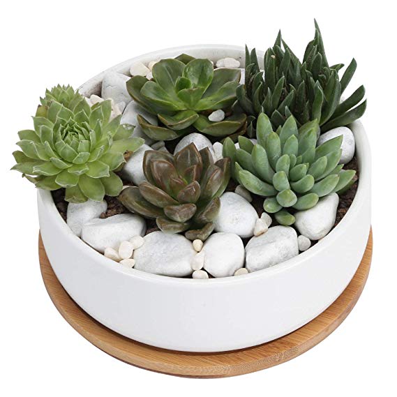 6 Inch White Ceramic Round Succulent Cactus Planter Pot with Drainage Bamboo Tray