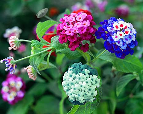 Liliya's Lantana Mix - 50  Flower Seeds to Plant - Made in USA, Ships from Iowa. Very Good Butterfly Plant