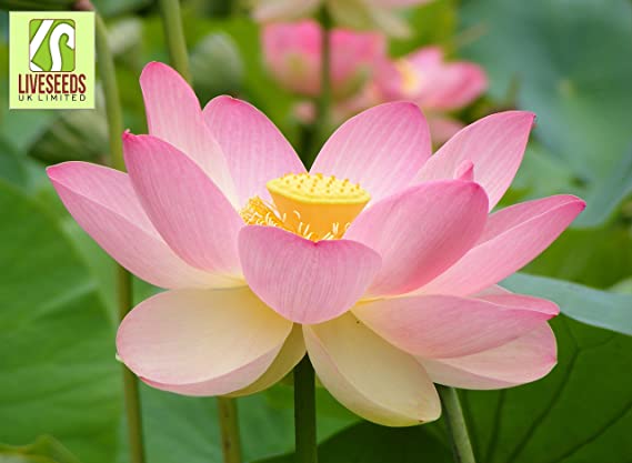 Liveseeds - Lotus Flower (5) Seeds - Nelumbo Nucifera - Sacred Water Lily - Flower Seeds