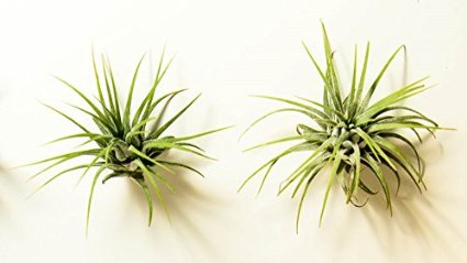 Hinterland Trading Two Pack of Air Plant Tillandsia Bromeliads