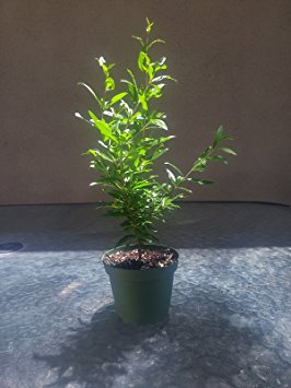 Dwarf Pomegrante Tree Container/Patio/Bonsai Size