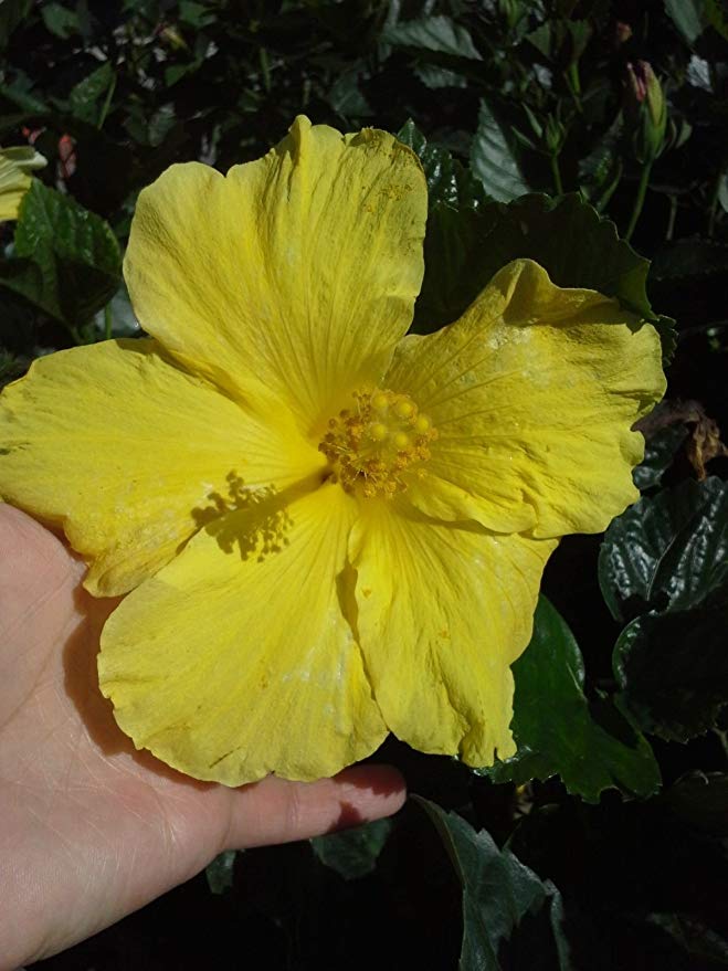 2 TROPICAL YELLOW HIBISCUS WELL ROOTED LIVE STARTER PLANT 5 TO 7" TALL