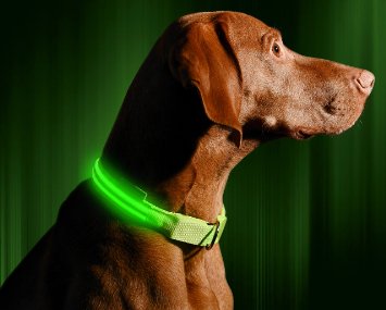 LED Dog Collar - USB Rechargeable - Available in 6 Colors and 4 Sizes - Makes Your Dog Visible Safe and Seen