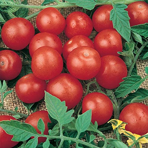 Tiny Tim Tomato Seeds - Dwarf Heirloom Seeds for Planting - Great for Patio or Garden