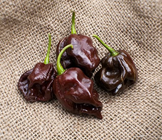 Chocolate Scotch Bonnet Heirloom Pepper Premium Seed Packet   More