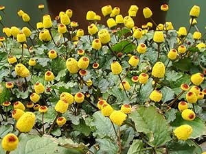 Toothache Plant Seeds to Grow - 150  Seeds of This Exotic Wonder - Buzz Button Edible Flower Seeds