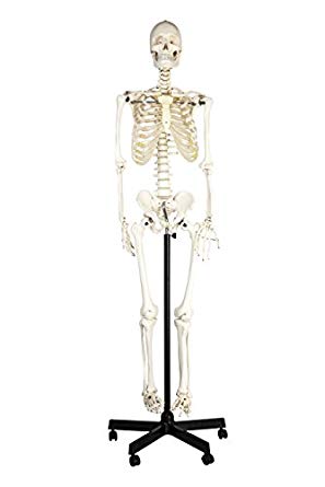 Eisco Labs Life Sized Human Skeleton Model (62" Height), Articulated Joints, Pelvic Mounted with Wheeled Base