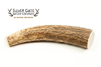 Silver Gate Antlers Elk Antler Dog Chews - MEDIUM 4-5" - All Natural Premium Antler Dog Chew | Free Shipping - Made In USA! Holistic & Hypoallergenic Treat Toy - Perfect for Small to Medium Dogs