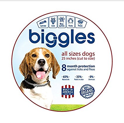 Biggles Dog collar