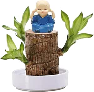 Brazilian Wood,Lucky Wood Plant,Mini Brazil Lucky Wood,Potted Hydroponic Plant Brazilian Wood Decor,Tree Stump Desktop Plants 2024 Newly Mini Home Decor (A4)