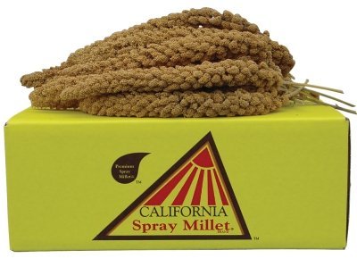 California Golden Spray Millet for Birds - Breeder Special