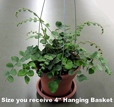 Jmbamboo - Button Fern 4" Hanging Basket - Pellaea - Easy to Grow
