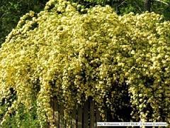 (1 Gallon) Yellow Lady Banks Rose (Climbing Rose) - Beautiful, Thornless,Small, Double Yellow Blooms Fragrant. Great On Fence or Trellis