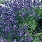 Lavender - Munstead Dwarf - 400 Seeds