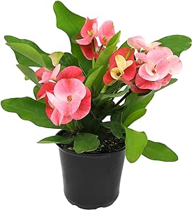 Euphorbia Crown of Thorns Plant Decor, Perennial Plants Ready to Plant, Cactus Plants Live Houseplants, Outdoor Plants Live House Plants Live Plants Indoor Plants Live Houseplants by Plants for Pets