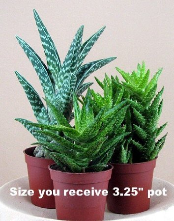 3 Different Aloe Plants - Easy to grow/Hard to Kill! - 3" Pots