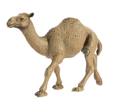 Safari Ltd  Wild Safari Wildlife Dromedary Camel