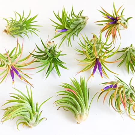 12 Pack Assorted Tillandsia Ionantha Air Plants - Wholesale - 30 Day Guarantee - Fast Shipping - Bulk Air Plants - Includes Free PDF EBook by Jody James
