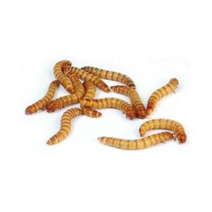 2000 Live Mealworms, Reptile, Birds, Chickens, Fish Food