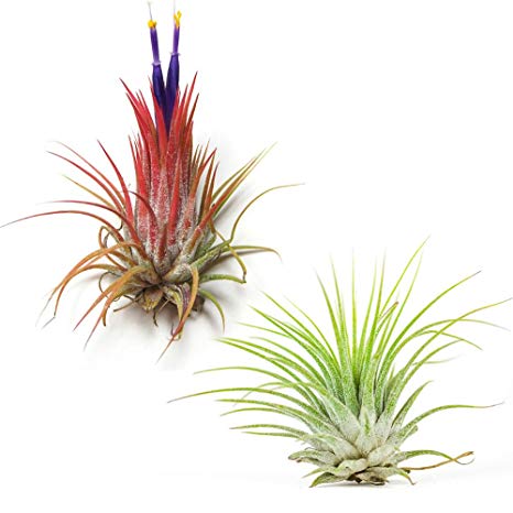 Air Plant Shop's 5-Pack of Tillandsia Ionantha Guatemala Air Plants - 30 Day Guarantee - Wholesale - Bulk - Fast Shipping - House Plants - Succulents - Free Air Plant Care Ebook By Jody James