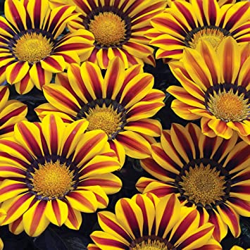 Exotic Gazania Flower Seeds - 100  Seeds to Grow - Made in USA, Ships from Iowa - Great with Marigold or Roses. Gazinga Seeds