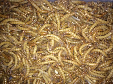 500ct Live Mealworms, Reptile, Blue Birds, Chicken, Fish Food