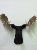 North American Moose Head Bust Wall Hanging