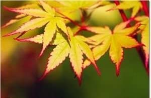 Coral Bark Japanese Maple Acer palmatum 'Sango Kaku' 3 - Year Live Plant Brilliant Red Bark is Bright Red, Year Round Beauty With a Spectacular Range of Leaf Colors