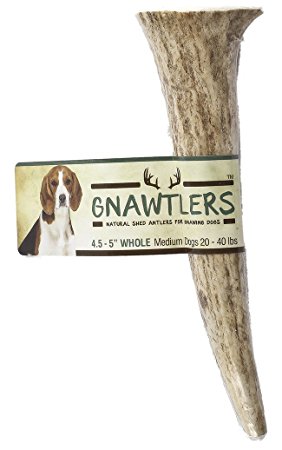 Gnawtlers - Premium Elk Antlers For Dogs, Naturally Shed Elk Antlers, All Natural Elk Antler Chews, Specially Selected From The Rocky Mountain & Heartland Regions - Elk Antlers For Dogs