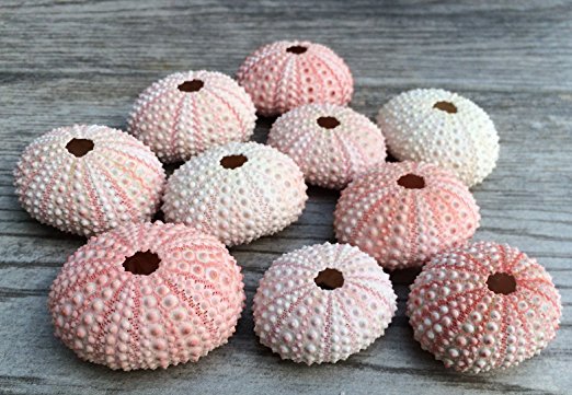 Sea Urchin |10 Pink Sea Urchin Shell |10 Pink Sea Urchin Shells for Craft and Decor | Nautical Crush Trading TM