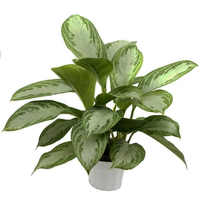Silver Bay Chinese Evergreen Plant - Aglaonema - Low Light - 4" Pot