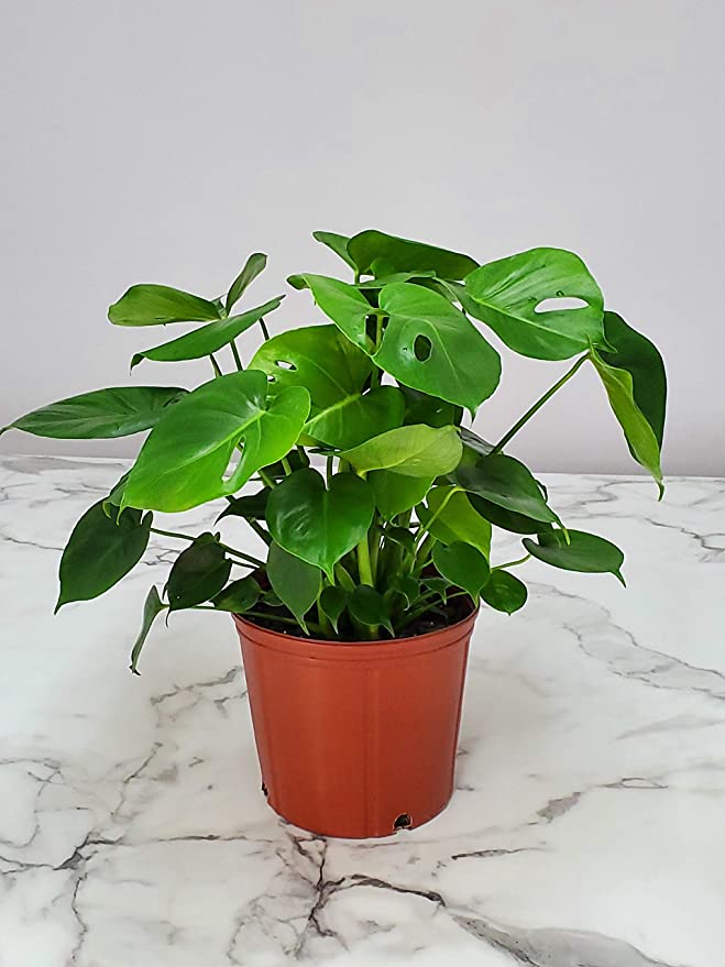 Monstera Delicioso - Swiss Cheese Plant - 3 Gallon Pot - Overall Height 22"-24" - Currently Unable to Ship to CA, AZ, PR, AK, or HI