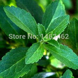 Best Selling!!! Stevia Seeds, Stevia Herbs Seeds Green Herb, Stevia rebaudiana Semillas for Garden Planting - 200 particles
