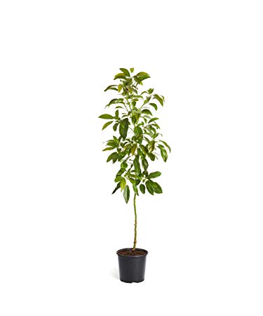 HASS Avocado Tree - Large Indoor/Outdoor Avocado Trees, Ready to give Fruit - Get Delicious Avocado Fruit Year Round from This Patio Fruit Tree - 3-4 ft. - Cannot Ship to AZ