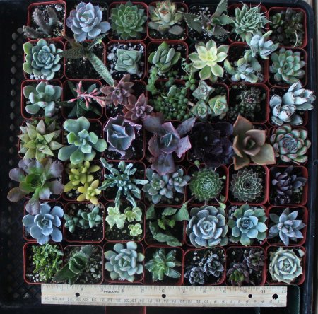 Pack of 9 Different Succulents