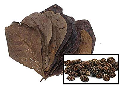 10 Catappa Leaves & 25 Alder Cones for Aquariums (Indian Almond Leaves, Terminilia) 5-8" Long