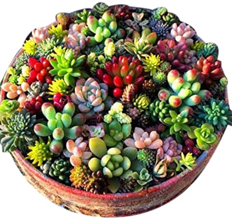 Lacegre 100 Pcs Mixed Succulent Anti-Radiation Fleshy Seeds Potted Flower Cacti & Succulents