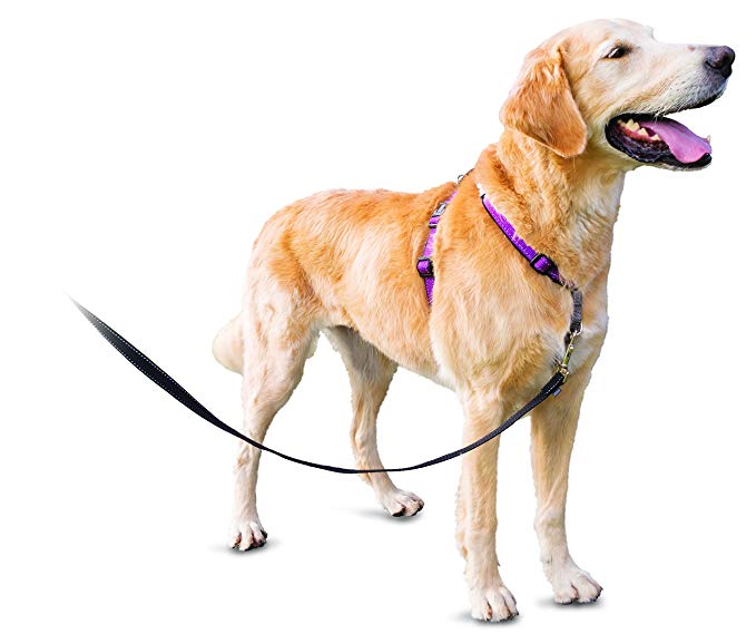 PetSafe 3in1 Harness, from The Makers of The Easy Walk Harness