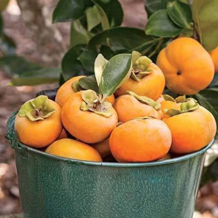 Fuyu Persimmon Seeds for Planting Outdoors, 50 Seeds Crisp Persimmon Fruit Heirloom