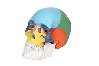 Axis Scientific 3-Part Painted Human Skull Model | Life Size Plastic Colored Skull is a Medical Quality Molded from a Real Human Skull | Includes Detailed Product Manual | 3 Year Warranty