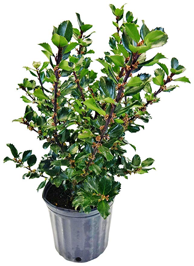 Ilex X meserveae 'Blue Prince' (Blue Holly) Evergreen, 2 - Size Container