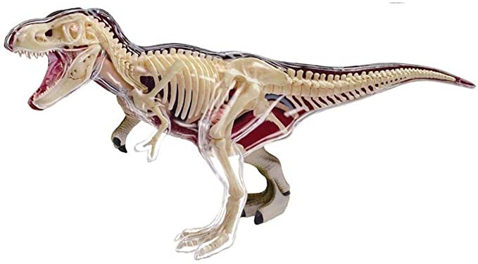 4D Vision Tyrannosaurus Rex Anatomy Model