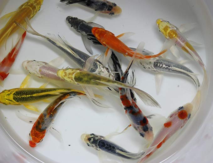 10 pack of 3-4 inch live select butterfly koi