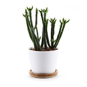 T4U 3.5 Inch Ceramic White Round Simple Design succulent Plant Pot/Cactus Plant Pot With Bamboo Tray