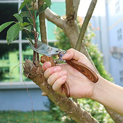 Tesinll Pruning Shears Tree Trimmers Sharp Bypass Hand Pruners with Stainless Steel Blades and Ergonomic Handle Fruit Trimming Tool